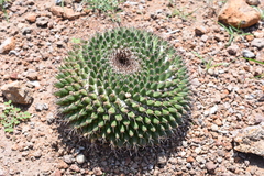 Mammillaria gigantea
