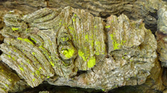 Chrysothrix granulosa