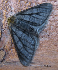 Phigalia titea