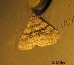 Phigalia titea