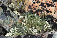 Podistera yukonensis