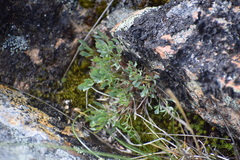 Podistera yukonensis