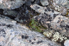 Podistera yukonensis