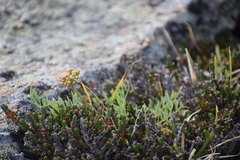 Podistera yukonensis