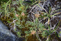 Podistera yukonensis