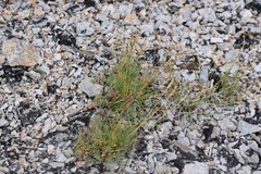Podistera yukonensis