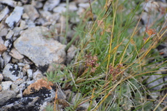 Podistera yukonensis