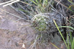 Coryphantha clavata stipitata