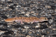 Diplodactylus