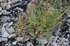 Podistera yukonensis
