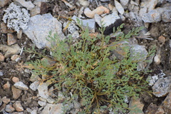 Podistera yukonensis
