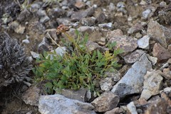 Podistera yukonensis