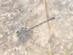 Stylogomphus