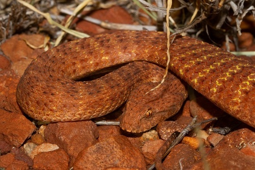 Desert Death Adder