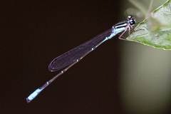 Acanthagrion quadratum