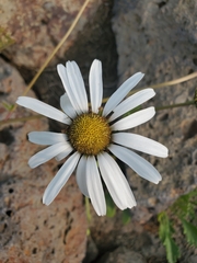 Chrysanthemum arcticum