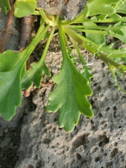 Chrysanthemum arcticum