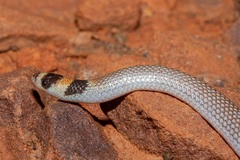 Brachyurophis incinctus