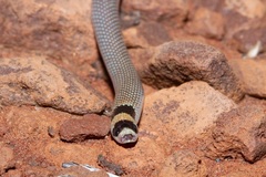 Brachyurophis incinctus