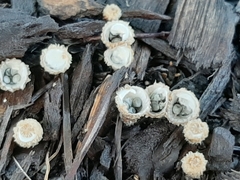 Cyathus