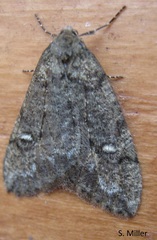 Paleacrita merriccata