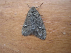 Paleacrita merriccata