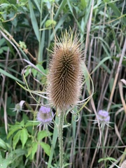 Dipsacus fullonum