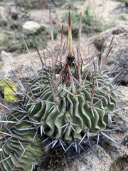 Echinofossulocactus pentacanthus