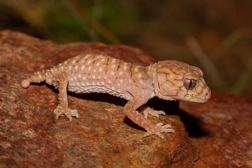 Centralian Rough Knob-tail gecko, Nephrurus amyae