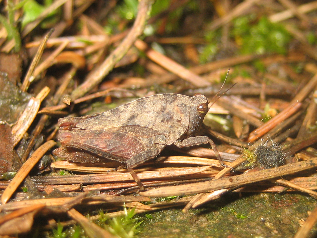 Formosatettix longwangshanensis