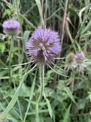 Dipsacus fullonum
