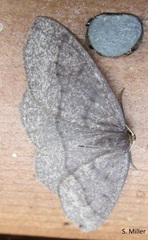 Lambdina pellucidaria