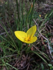 Patersonia umbrosa