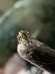 Paraphidippus aurantius