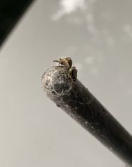 Paraphidippus aurantius