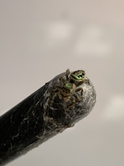 Paraphidippus aurantius