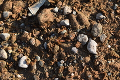 Sphecius convallis