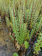 Hippuris tetraphylla