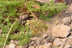 Cymopterus terebinthinus californicus