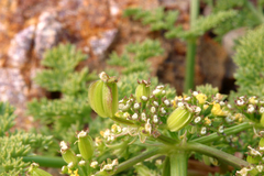 Cymopterus terebinthinus californicus