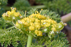 Cymopterus terebinthinus californicus