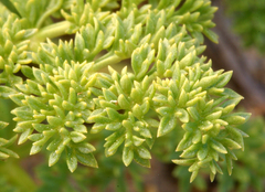Cymopterus terebinthinus californicus