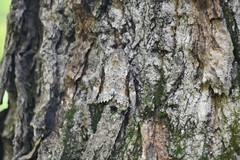 Catocala marmorata