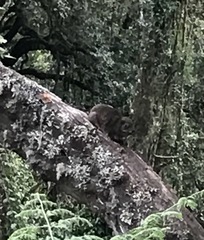 Dendrohyrax arboreus