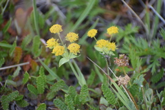 Bupleurum americanum