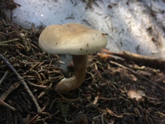 Clitocybe glacialis