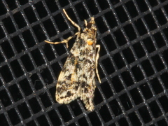 Scoparia crocospila