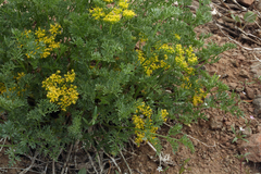 Cymopterus terebinthinus californicus