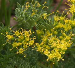 Cymopterus terebinthinus californicus