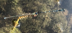 Enallagma exsulans